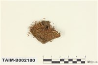 藏品(扭口苔)的圖片